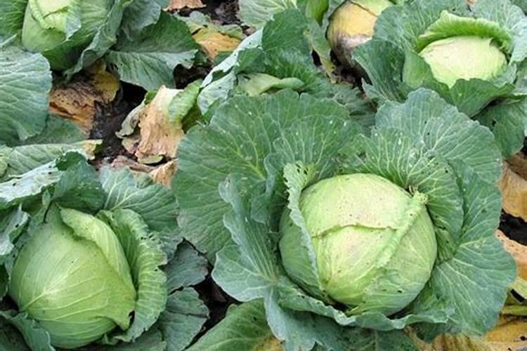 种油菜施肥中加尿素可以吗