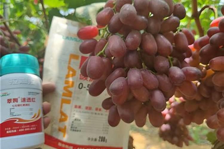 葡萄增产哪个水溶肥好？掌握施肥方案