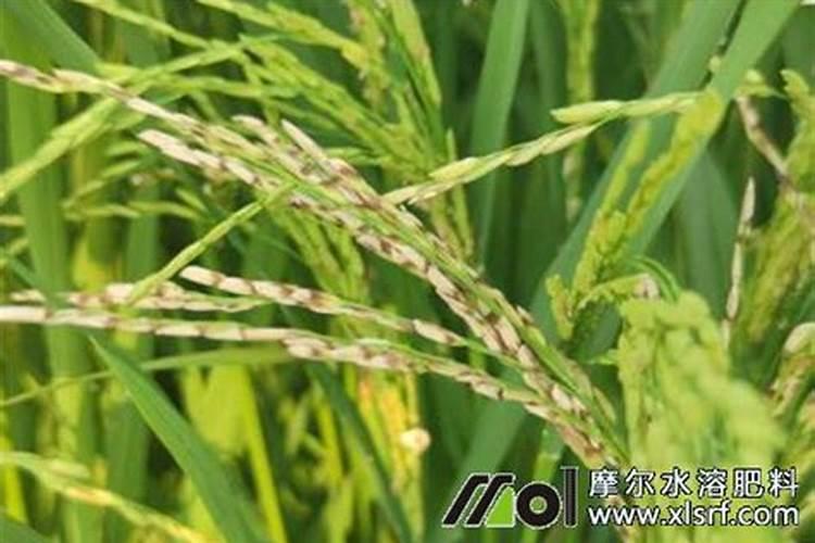 水田施用硝态氮肥是怎样的？