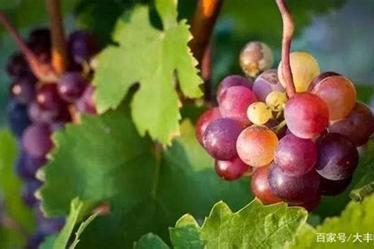 葡萄种植需要什么肥料
