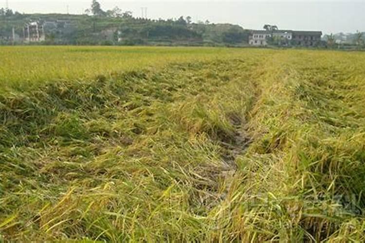 云南滇璞肥业有限公司的肥料价格是多少