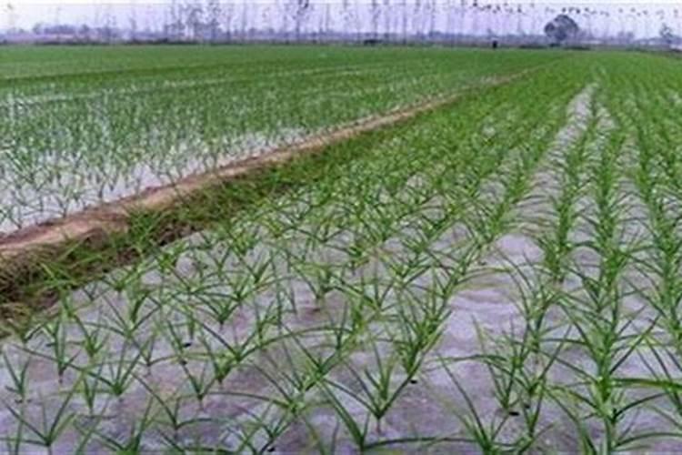 大蒜催苔肥用什么肥好