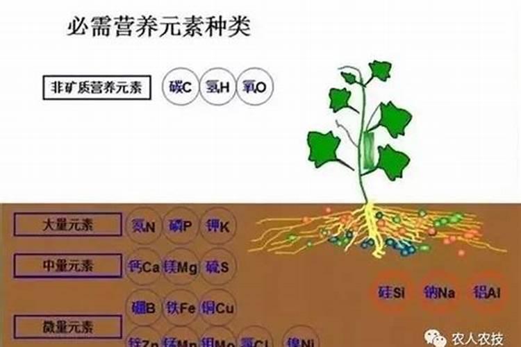 花卉植物缺肥会有哪些表现？