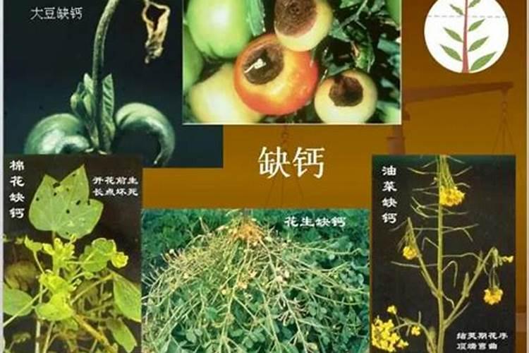 怎样辨别植物缺肥或过剩