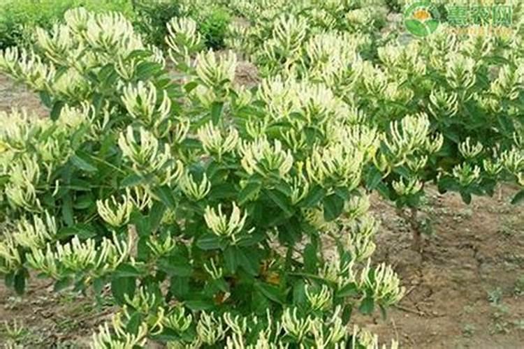 撒可富平衡有大袋水溶肥吗