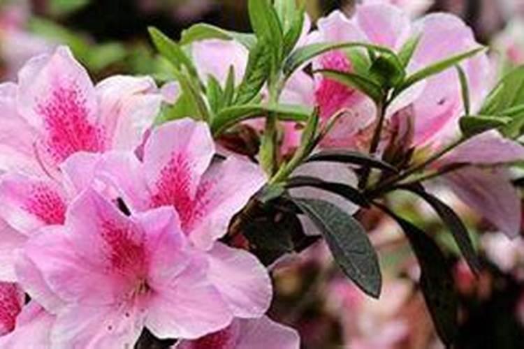 茶树如何防寒抗冻 冻害后如何补救