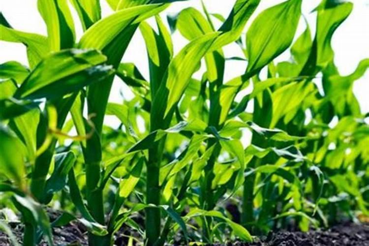 八角树掉叶用什么肥料