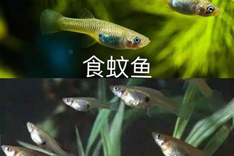 关于水藻球的几个问题