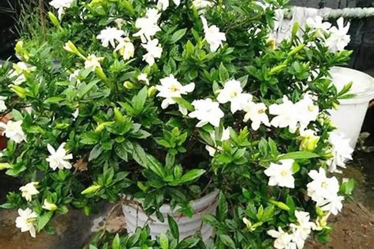 复合肥氮磷钾怎样计算