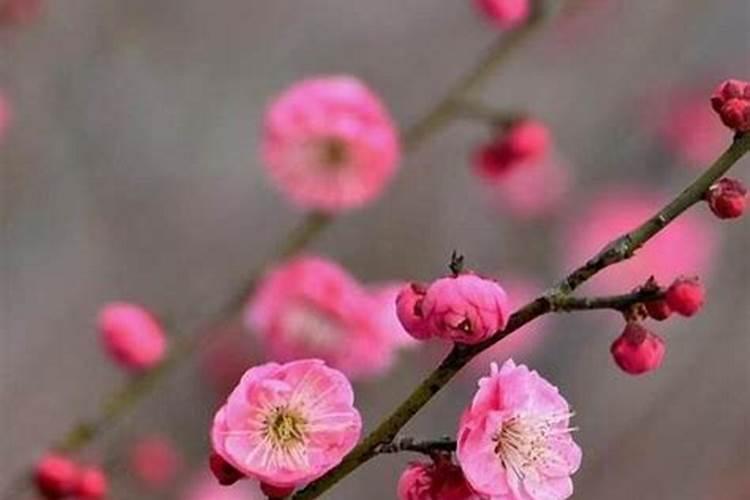 花木养护过程中的救治方法