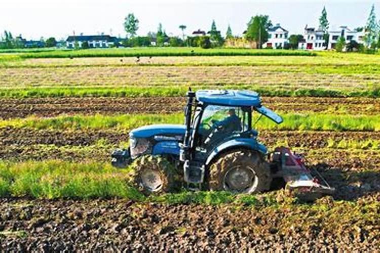 油菜苗可以喷叶面肥吗