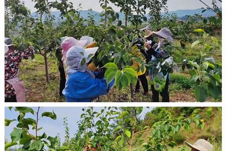 红香蜜甜瓜什么时候种？