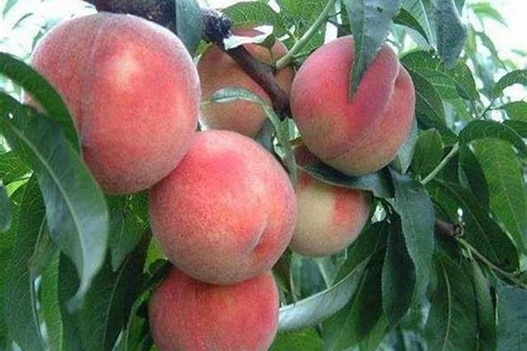 桃树叶面肥如何用磷酸二氢钾