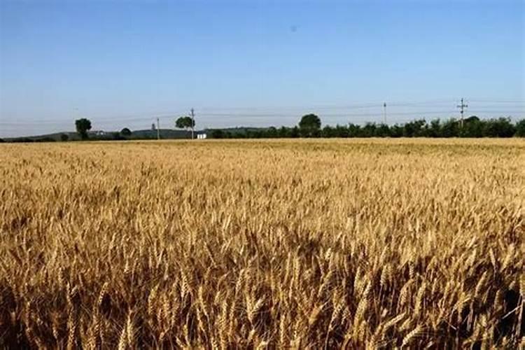 现在拼多多上尿素卖105元一百斤,年后给小麦追肥能用吗？