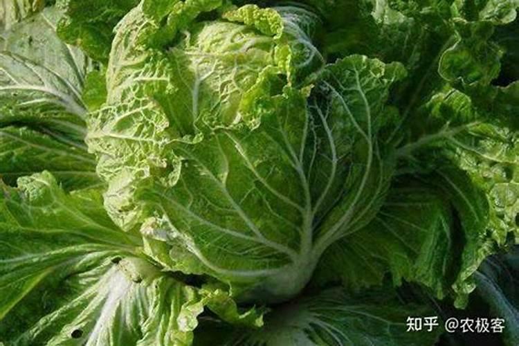 蔬菜叶面肥如何选择,怎样使用