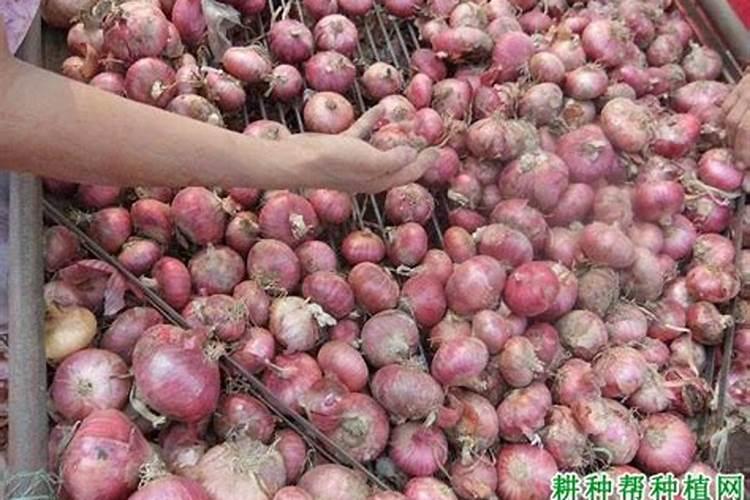 大蒜要经常浇水吗