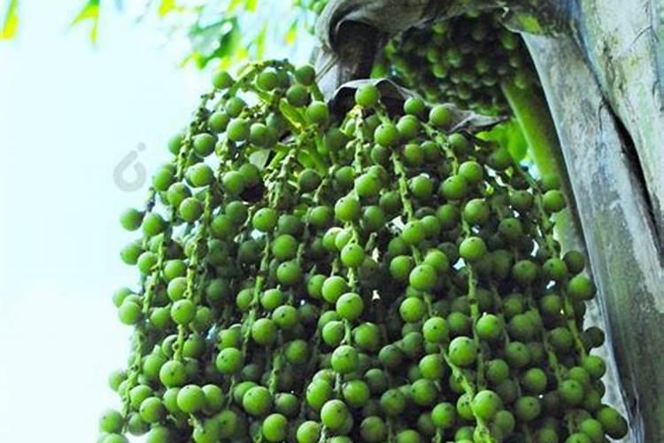 小葱上什么肥料最好