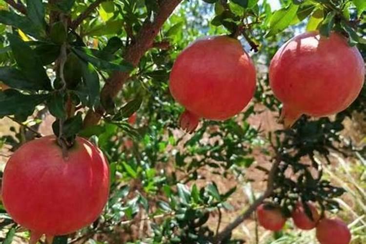 石榴肉长裂纹是什么原因