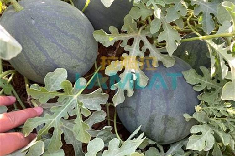 打瓜种植一亩需要多少成本核算？