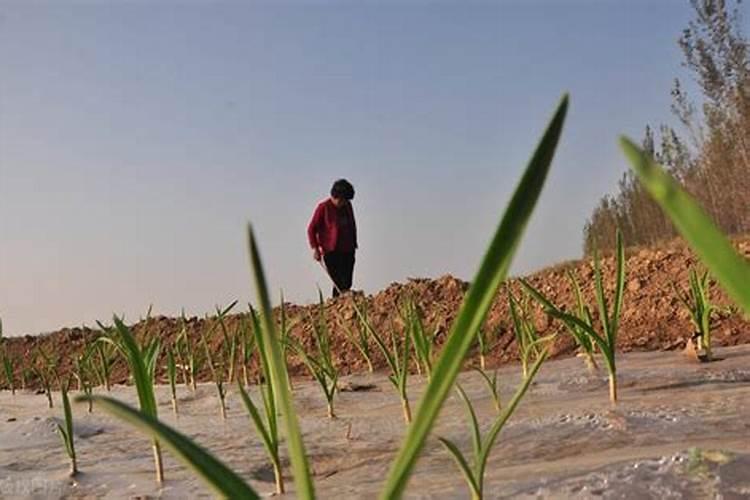 大蒜能用尿素吗