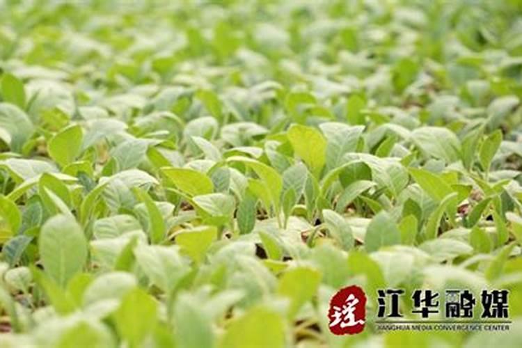 沤肥加点它,不臭不招虫,让花猛长撑爆盆!