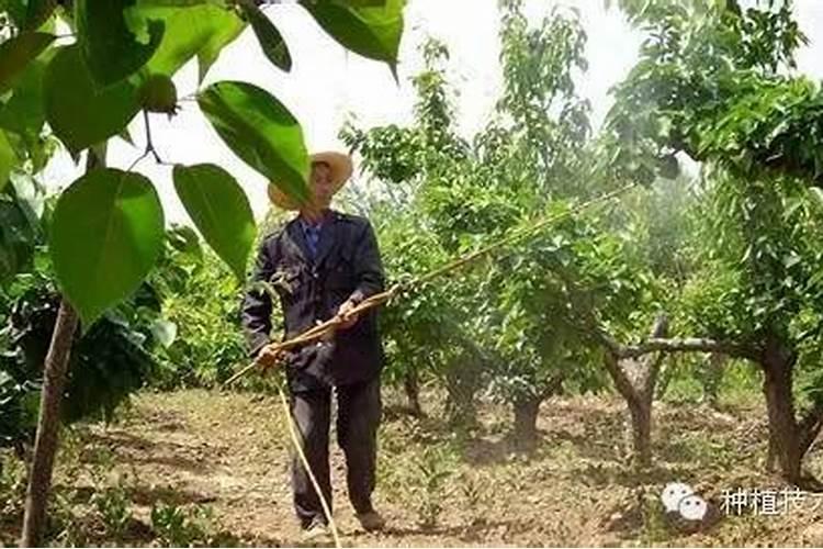 苹果树能用硅肥吗