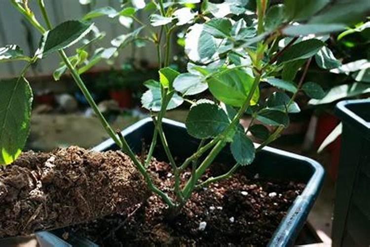 葡萄什么时间追肥？水溶肥怎么用