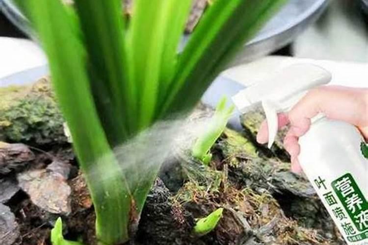 夏季兰花的用肥方法 施肥注意事项