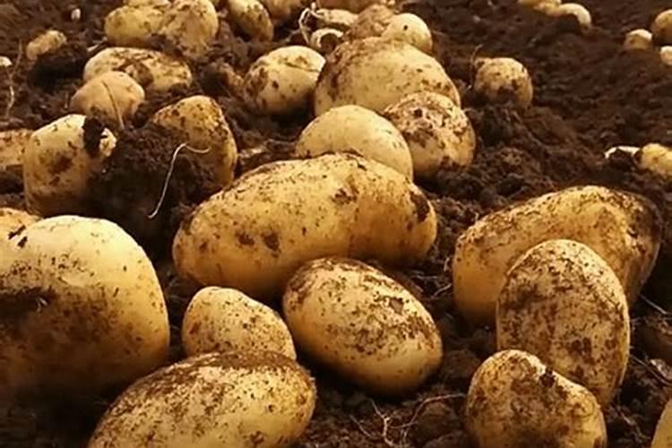 月季花施肥施什么肥料