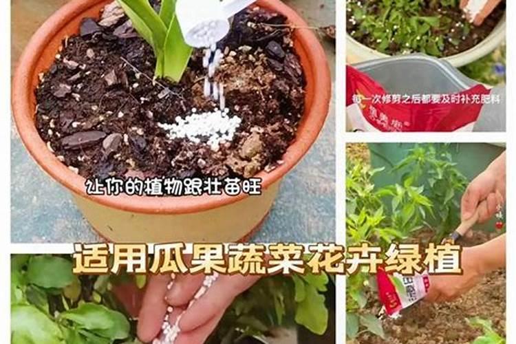 一盆花放了20粒复合肥会怎样 一盆花放了20粒复合肥会怎样