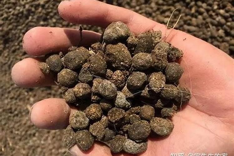 玉米育苗必须注意,需要施什么化肥呢？