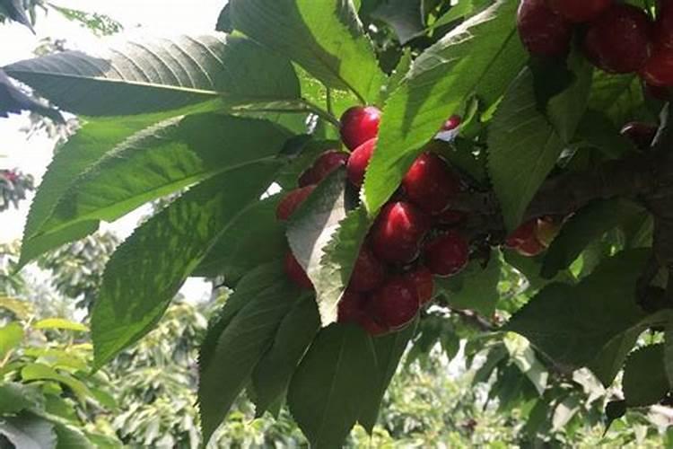 叶面肥硝酸钾应该在什么时候喷施？ 樱桃树春季管理技术