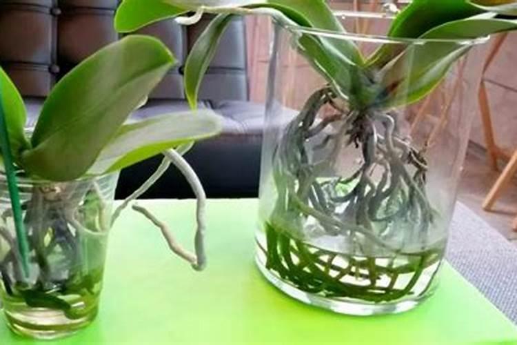 无根蝴蝶兰催根办法