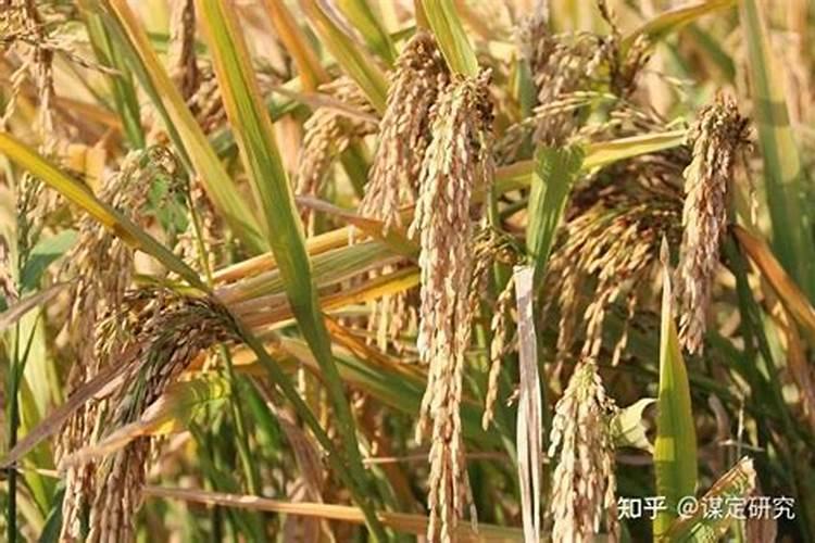 及时雨叶面肥好吗