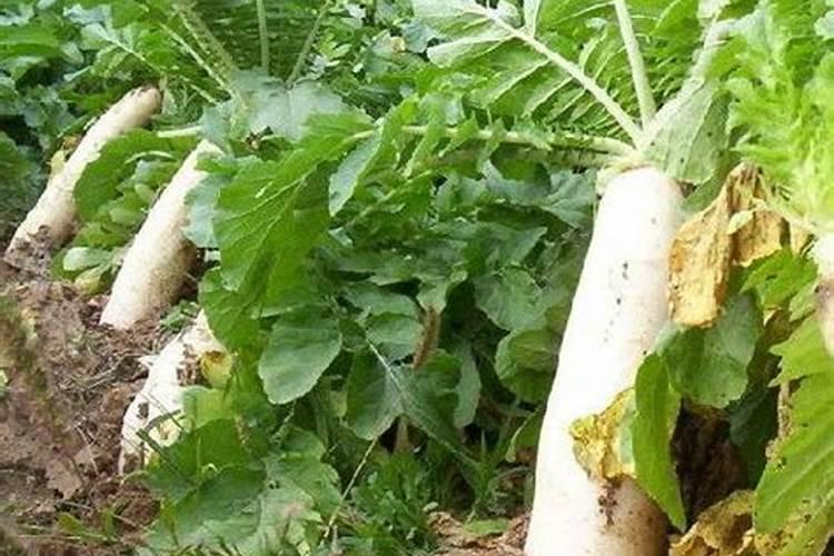 樱桃什么时候打药