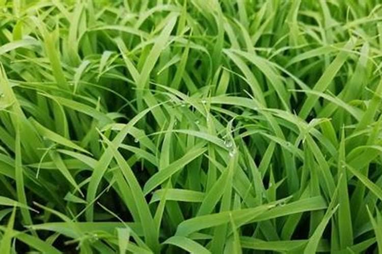 大棚种豆角需要多少天 大棚种豆角的养护方法