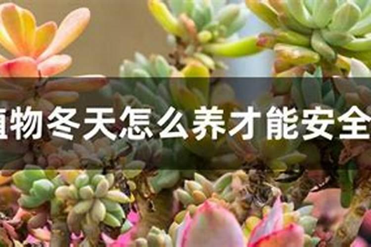柠檬几月份种植最好,适合什么时候栽种