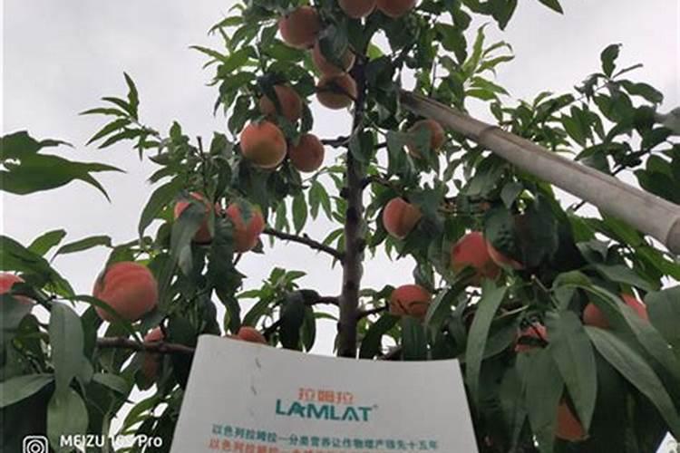 芸苔素内酯可以滴灌冲施吗一亩地冲是多少？