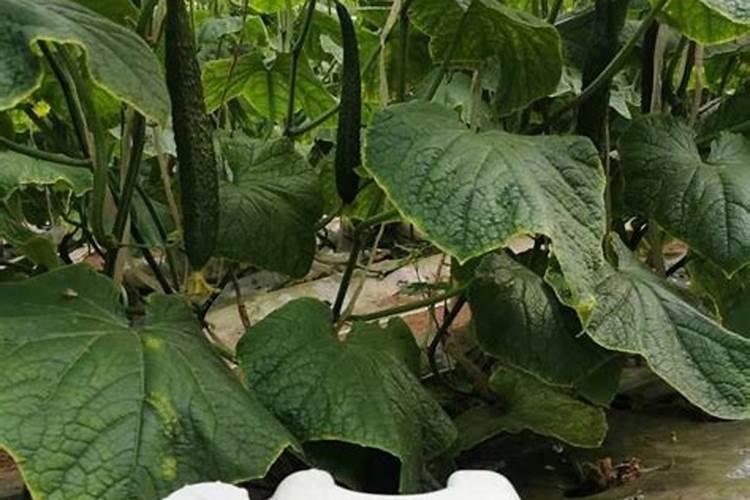 芸苔素内酯如何兑水