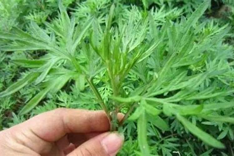 大蒜必须追施生根肥吗？用什么肥根系粗壮