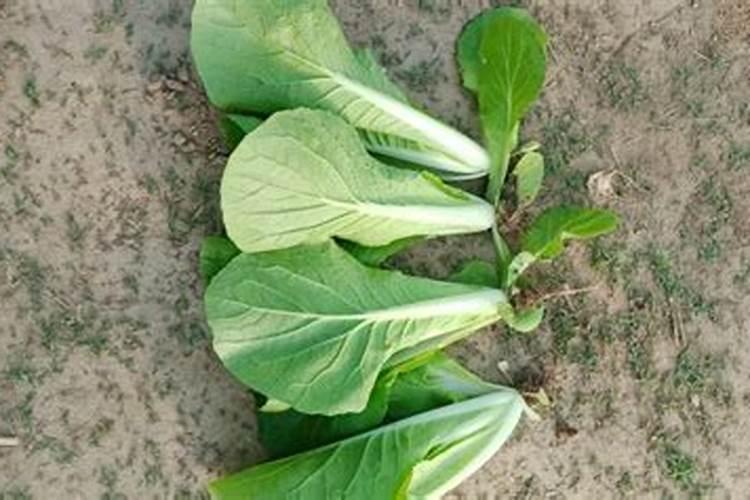 油菜的硼肥怎么施用？需要注意哪些方面？