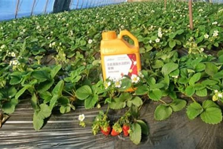 哪种肥料容易使钙流失,肥料的种类有哪些