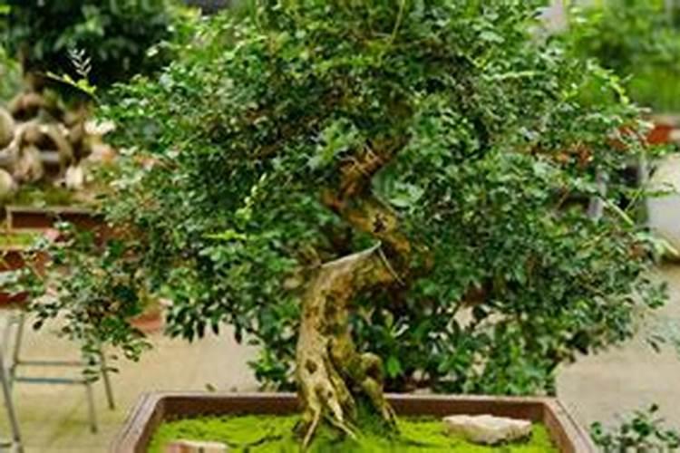 什么肥料可使树干粗壮？喜满地水溶肥效果好吗？