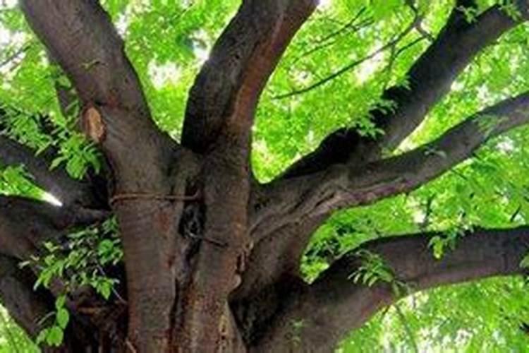 什么肥料使树木长粗