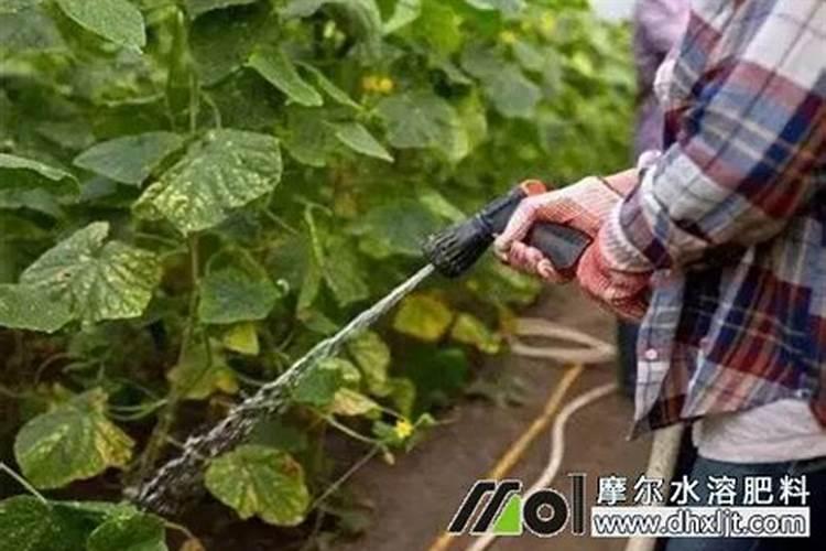 世界水溶肥前十品牌