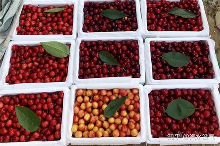 大樱桃什么时期用硼肥和磷酸二氢钾？请问大樱桃树什么时候打磷酸二氢钾...