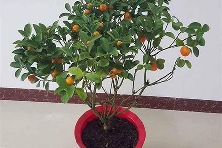 刚种桔子树可以使用氨基酸水溶肥吗？