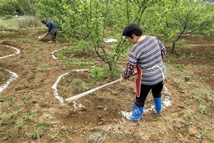 杜鹃浇什么肥料合适