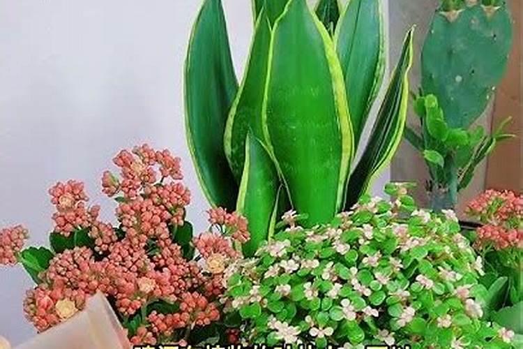 34度的温度可以浇白术水吗