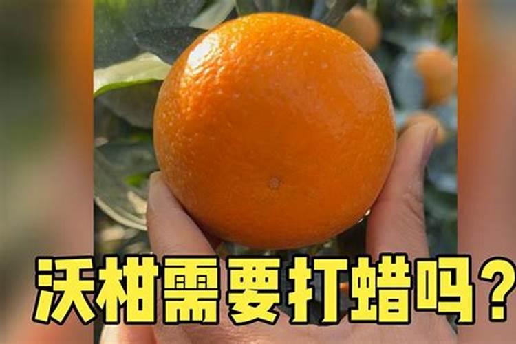 沃柑七月份用什么肥